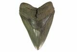 Serrated, Fossil Megalodon Tooth - Georgia #135915-2